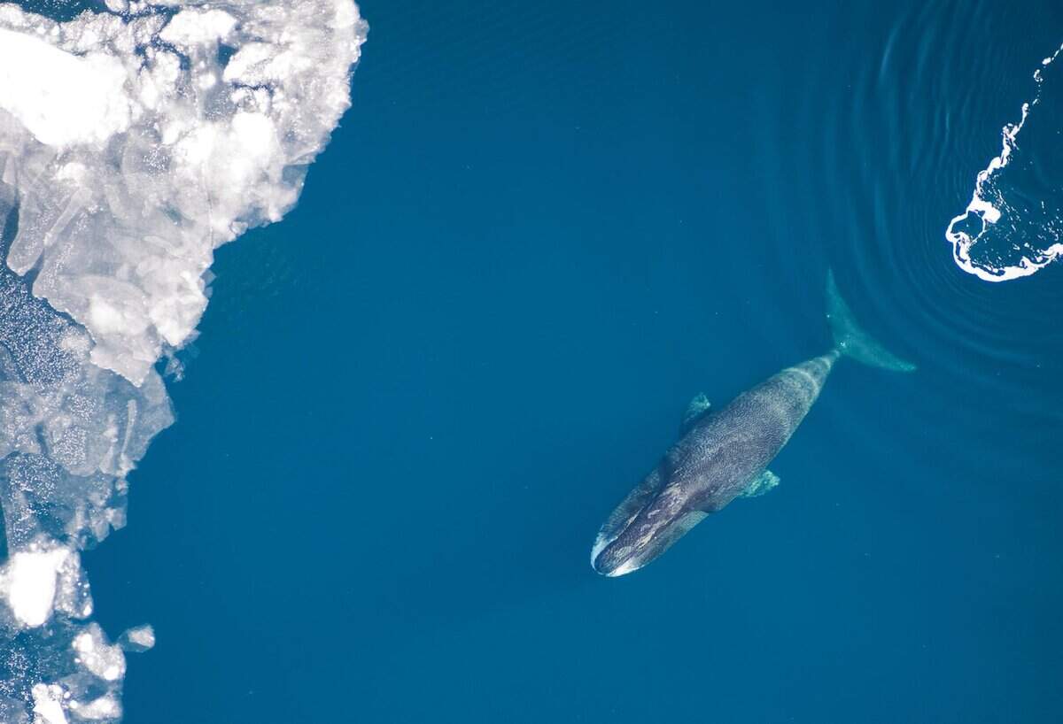 Bowhead Whale Habitat Threatened By Climate Change