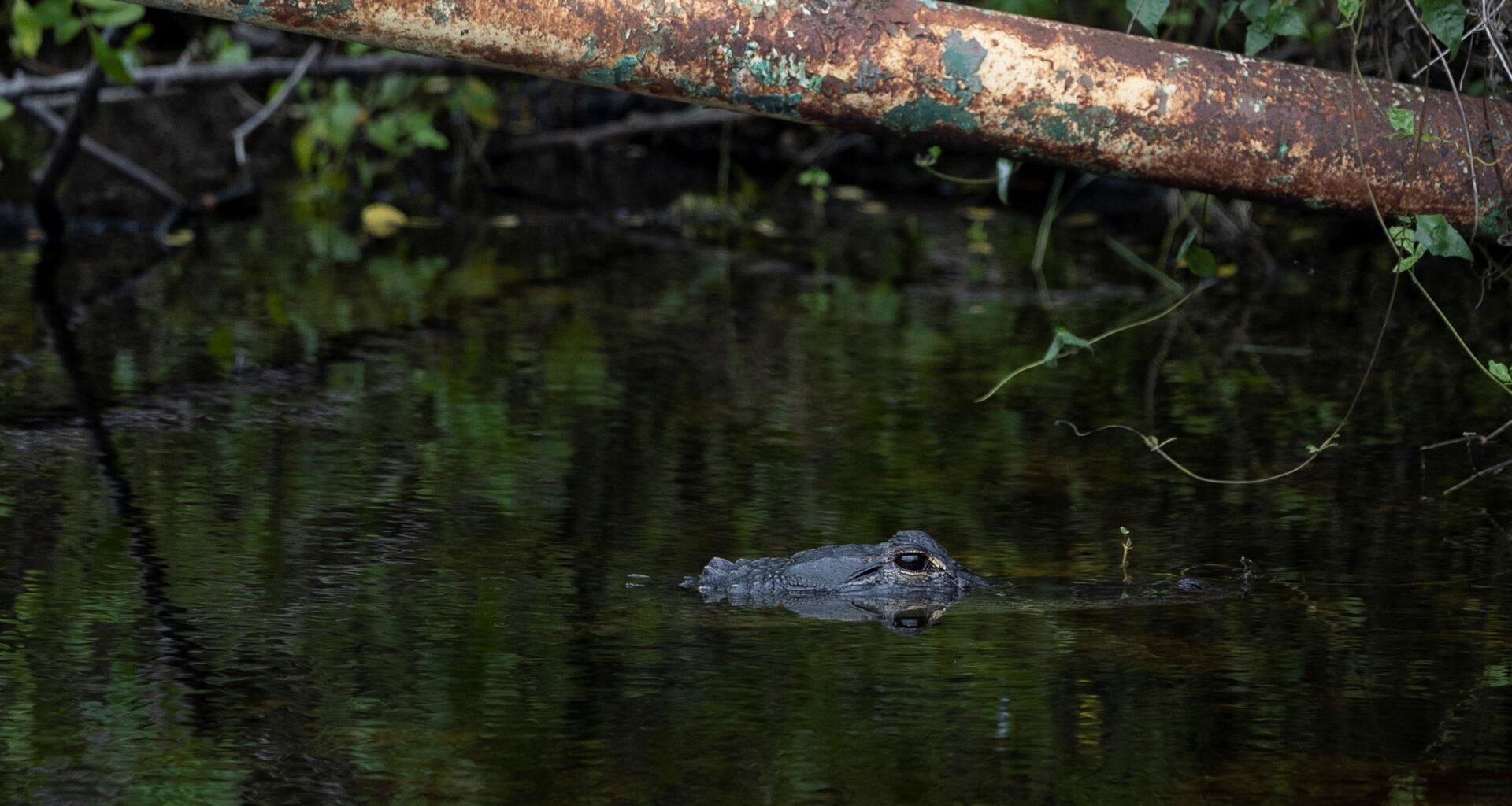 President Donald Trump is reportedly expected to attend the opening of a migrant detention center dubbed “Alligator Alcatraz.”