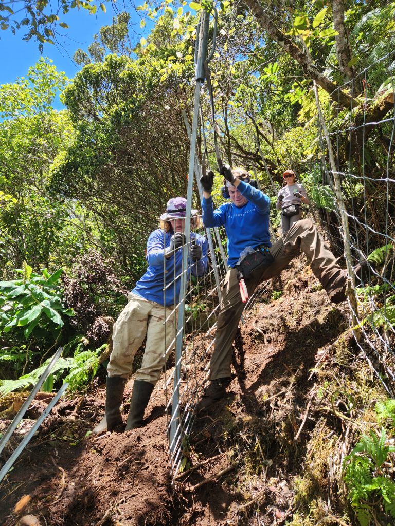 Conservation workers install a fence to protect native forest on Kauaʻi. (Photo Courtesy: Evelyn Wight/The Nature Conservancy) 
