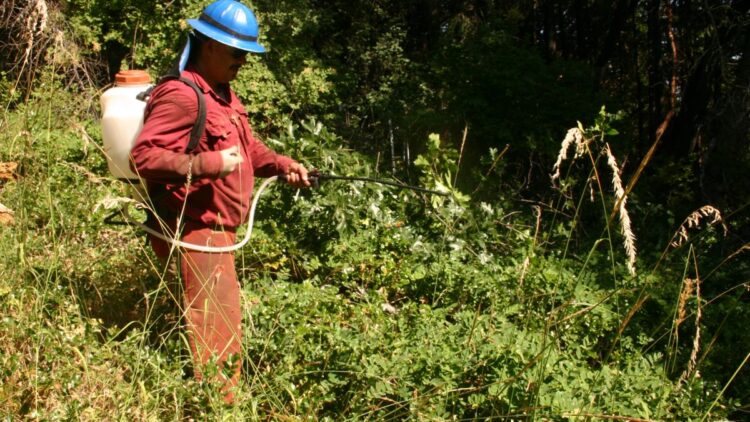 A worker dressed red sprays chemicals from a tank strapped to his back onto a mess of weeds.