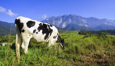 The evolution and impact of dairy farming in New Zealand