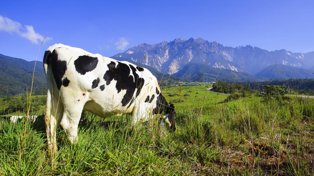 The evolution and impact of dairy farming in New Zealand