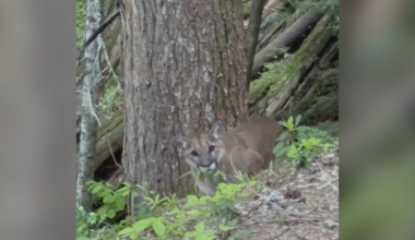 ‘It was terrifying’: B.C. hiker describes encounter with cougar on popular trail near Whistler - CTV News