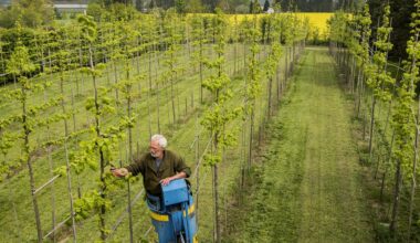 Hundredtusindvis af små træer smidt ud i stedet for at blive plantet