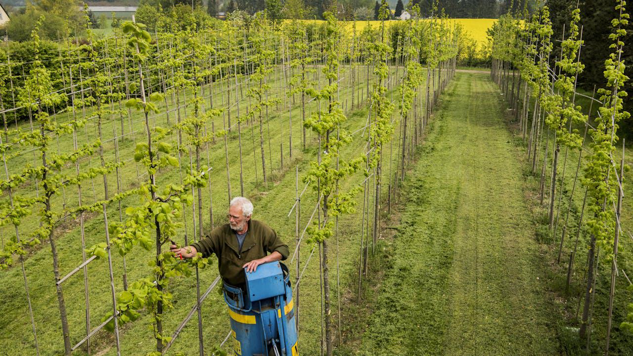 Hundredtusindvis af små træer smidt ud i stedet for at blive plantet