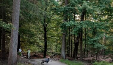 De eigen wetten van park De Hoge Veluwe, een omheind ‘Gelders dwergstaatje’