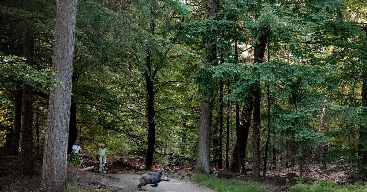 De eigen wetten van park De Hoge Veluwe, een omheind ‘Gelders dwergstaatje’