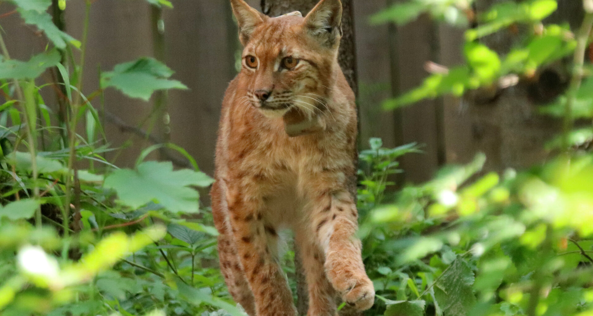 Project that saved lynx population from extinction wins awards