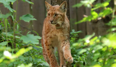 Project that saved lynx population from extinction wins awards