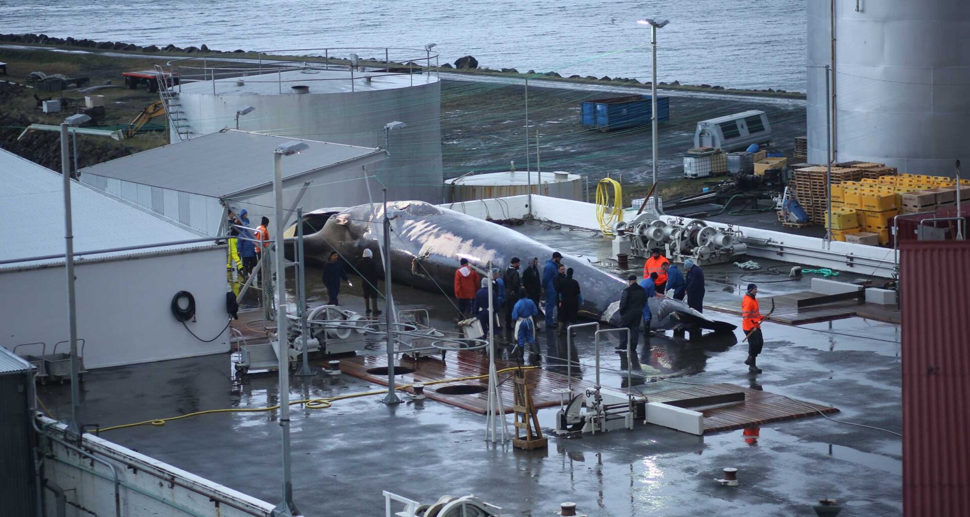Iceland Pauses Fin Whale Slaughter—but the Fight Isn’t Over