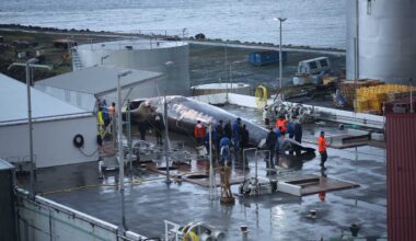 Iceland Pauses Fin Whale Slaughter—but the Fight Isn’t Over