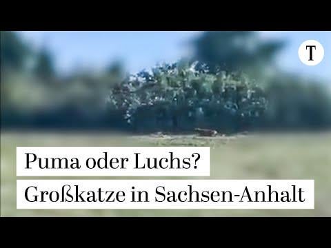Das Sommerlochtier ist gefunden! Geht wer den Erfurter Puma suchen?