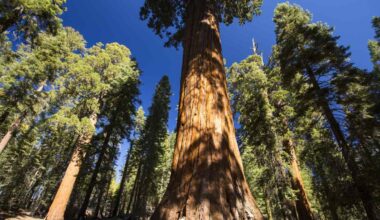 Plant finding to change how we model global atmospheric CO2