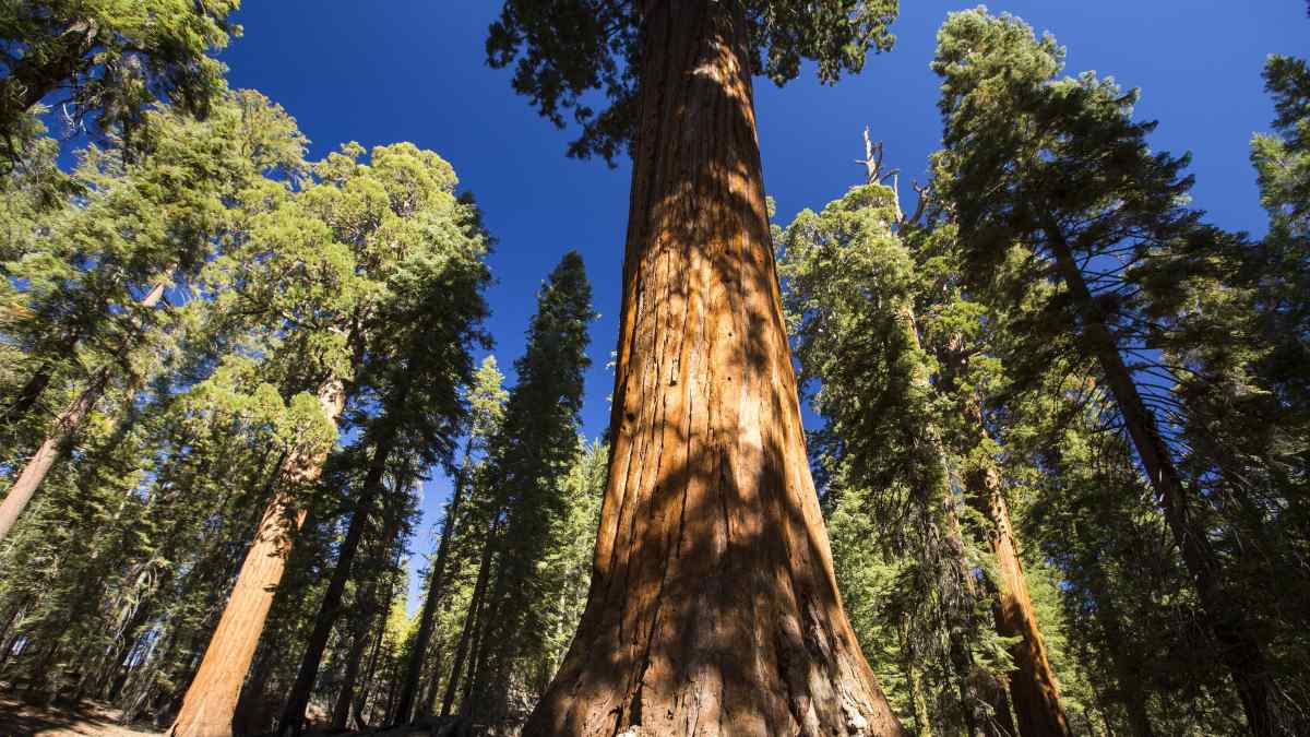 Plant finding to change how we model global atmospheric CO2