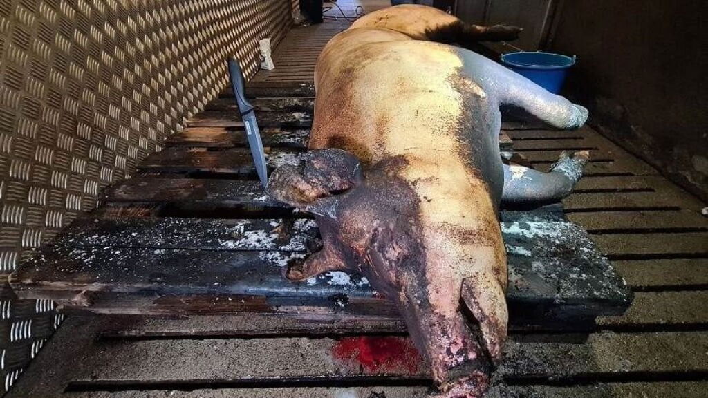 Illegaal slachthuis ontdekt waar klanten zelf varkens slachtten