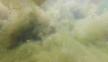 Eksperter: Prisen for erhvervslivet har været med til at afgøre, om Miljøministeriet ville følge miljøreglerne for havet