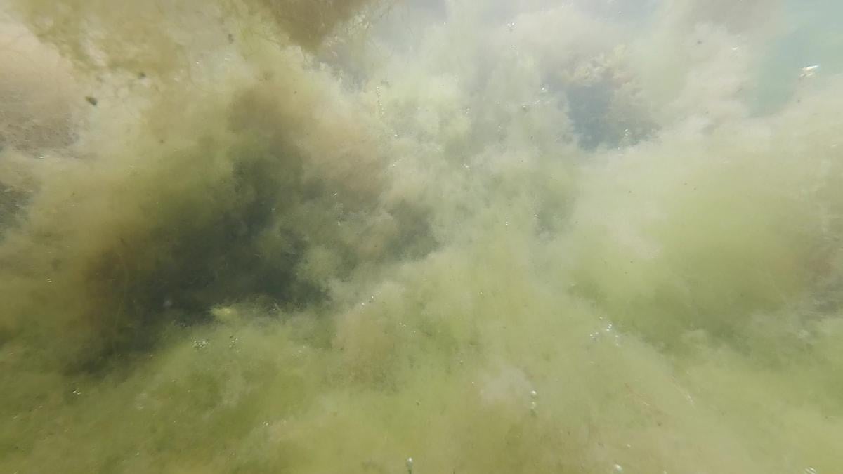 Eksperter: Prisen for erhvervslivet har været med til at afgøre, om Miljøministeriet ville følge miljøreglerne for havet