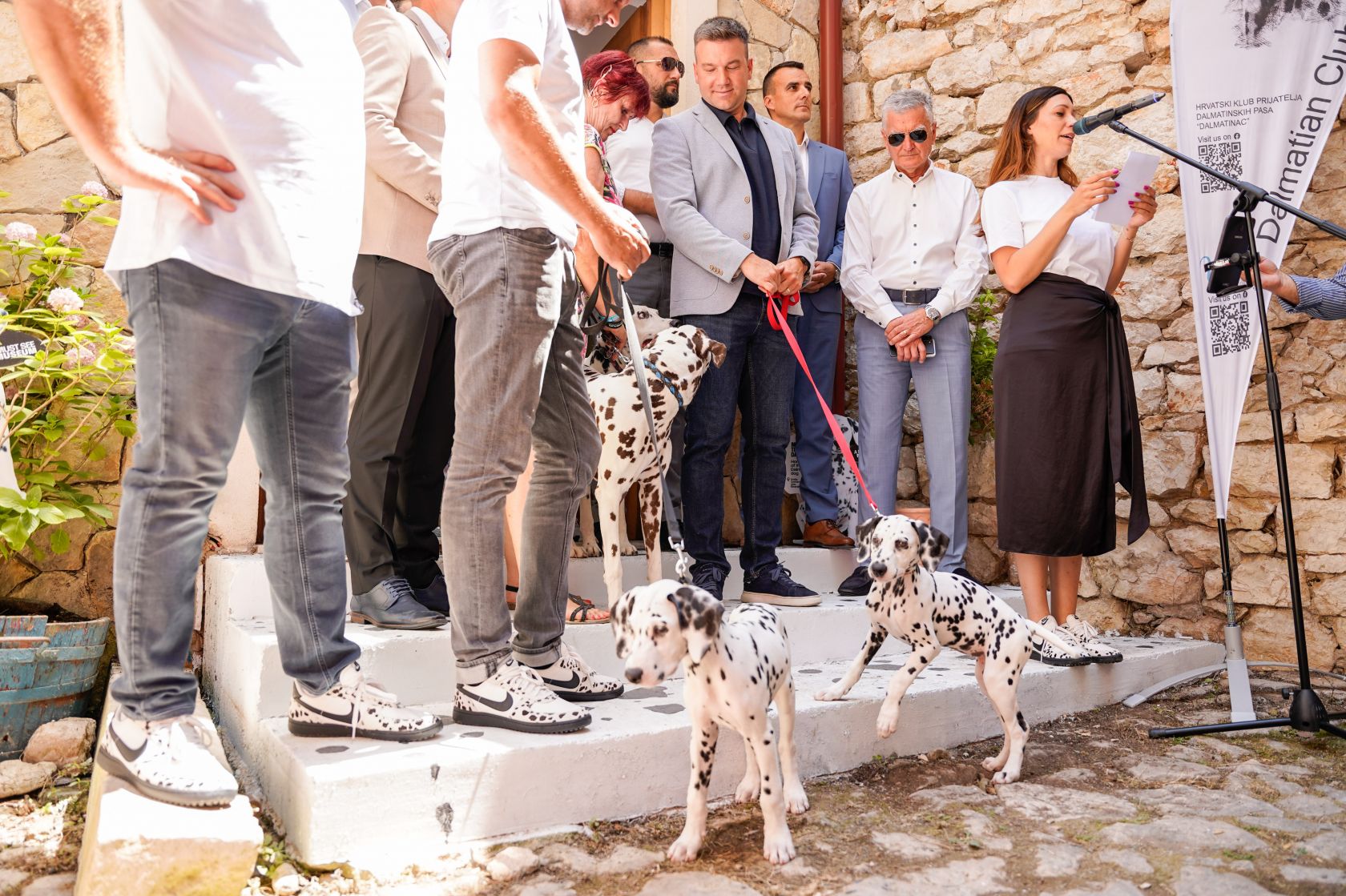 House Dalmatian Dog in Šibenik 
