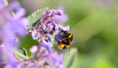 Update from The Bumblebee Conservation Trust [mod approved]