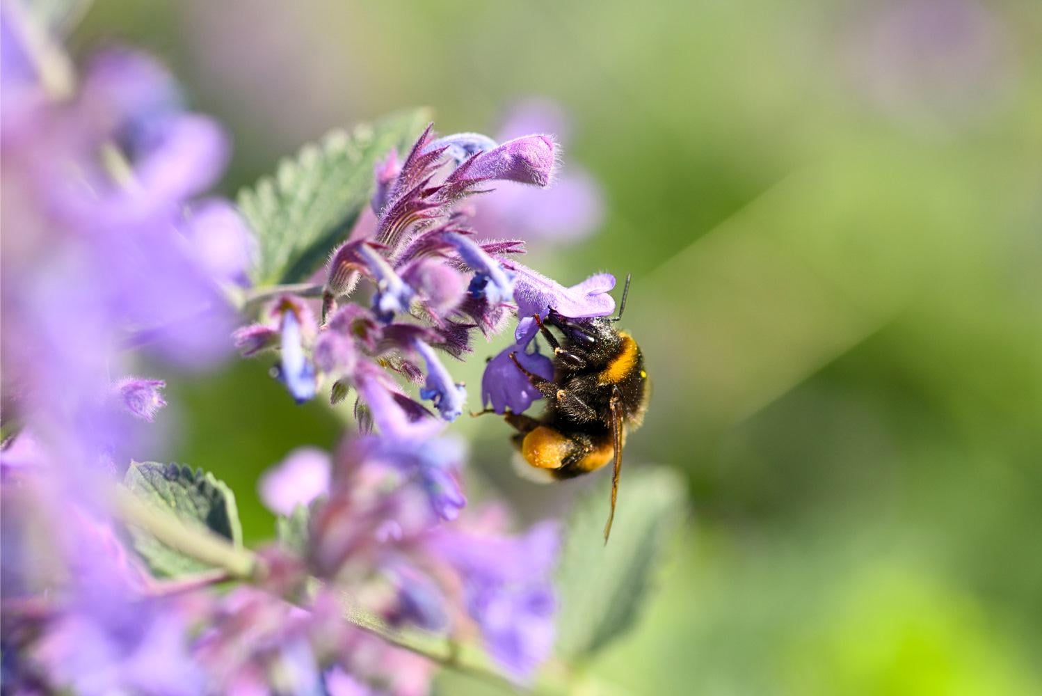 Update from The Bumblebee Conservation Trust [mod approved]