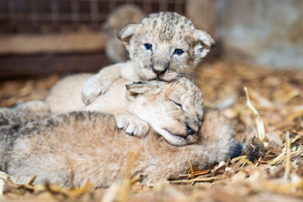 løveunger født i Kristiansand dyrepark 19. mai 2025