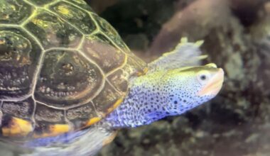 Volusia County Marine Science Center reopens to the public