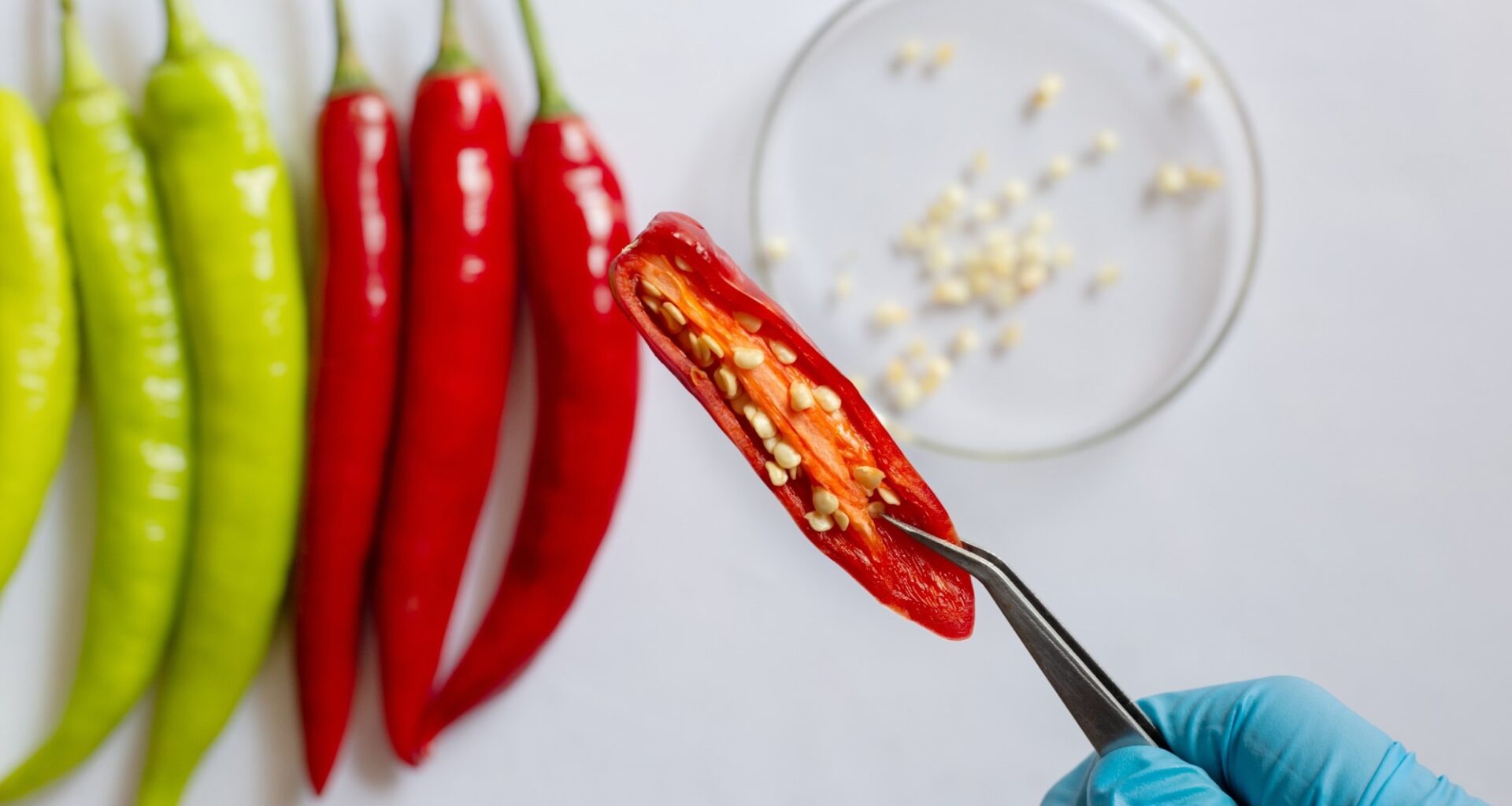 Review: Capsaicin as a Microbiome Modulator: Metabolic Interactions and Implications for Host Health. Image Credit: S. Singha / Shutterstock