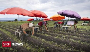 TIL: Agriculture is the only sector in Switzerland excluded from labour law and federal wage statistics. As a result, no one— not even the State Secretariat for Economic Affairs (Seco)—is officially responsible for monitoring the pay or working hours of seasonal labourers.