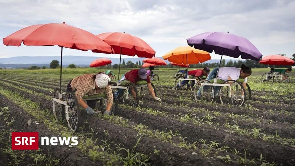 TIL: Agriculture is the only sector in Switzerland excluded from labour law and federal wage statistics. As a result, no one— not even the State Secretariat for Economic Affairs (Seco)—is officially responsible for monitoring the pay or working hours of seasonal labourers.