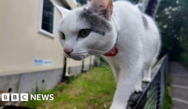 Cat praised by school for 100% attendance