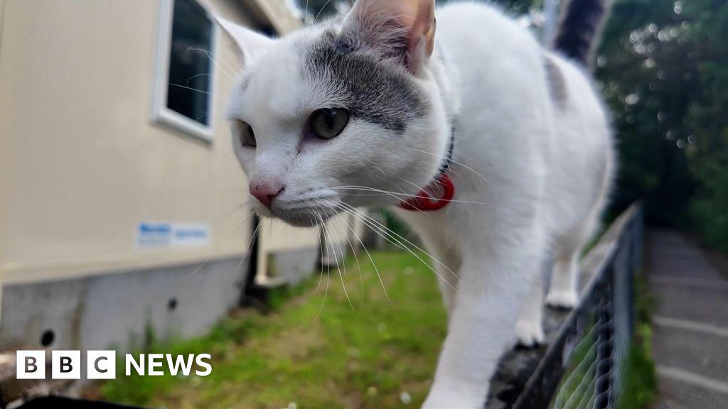 Cat praised by school for 100% attendance