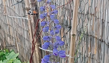 Taubenschwänzchen auf meinem Balkon