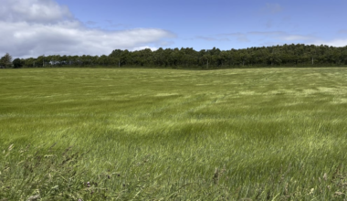 Sea of grass