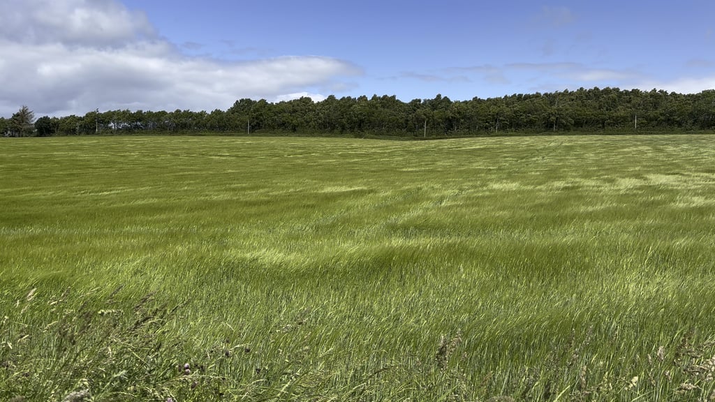 Sea of grass