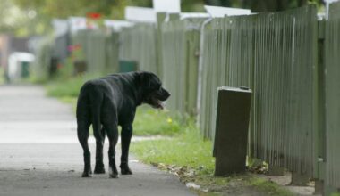 Ōtara Kāinga Ora tenant evicted after repeatedly abusing agency staff