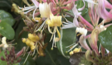 What kind of bee is this?