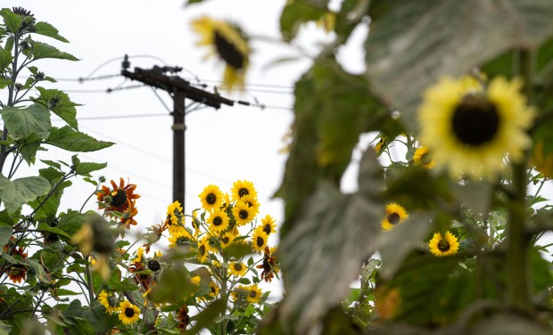 Powerlines and plants are juxtaposed in the urban nonprotit Grow2Zero...