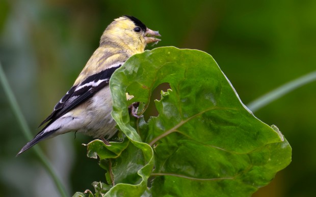 Wildlife feasts on plants in the Grow2Zero Farms in Long...
