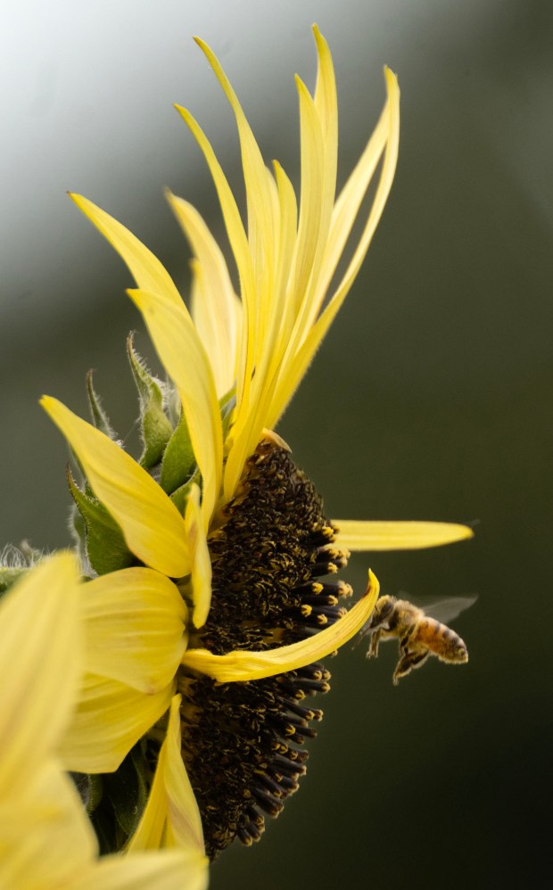 A bee pollinates a sunflower at the Grow2Zero Farms in...