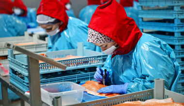 ‘Turkish salmon’: the Black Sea’s new rose-colored gold