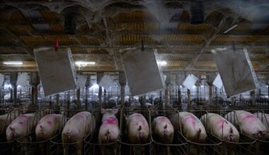 New investigation puts Spain at the epicenter of Europe's megafarm expansion