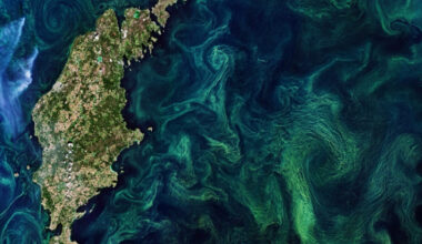 Climate change threatens Phytoplankton – The ocean’s oxygen powerhouse