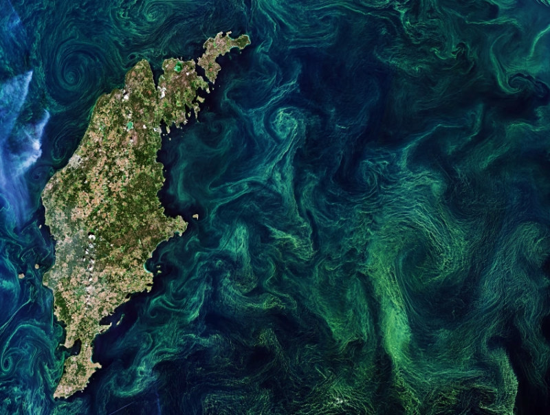 Climate change threatens Phytoplankton – The ocean’s oxygen powerhouse