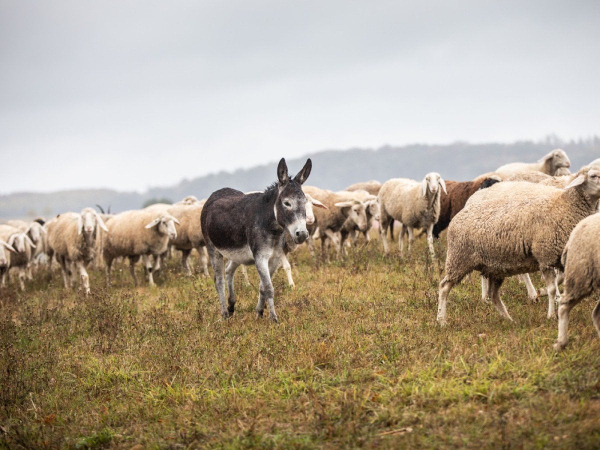 Swiss government forbids use of donkeys to protect against wolf attacks