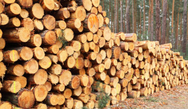 Slovenia: Value of purchased roundwood up 11% in April 2025