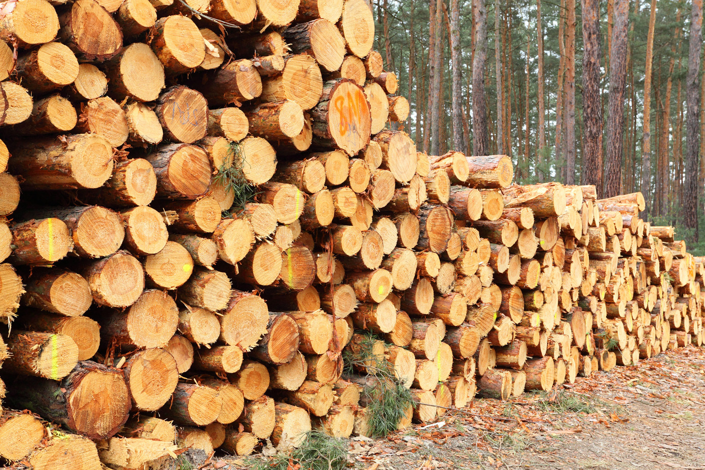 Slovenia: Value of purchased roundwood up 11% in April 2025