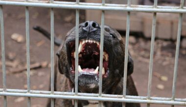 Brit woman dies from rabies after 'being bitten by stray dog' on Moroccan holiday