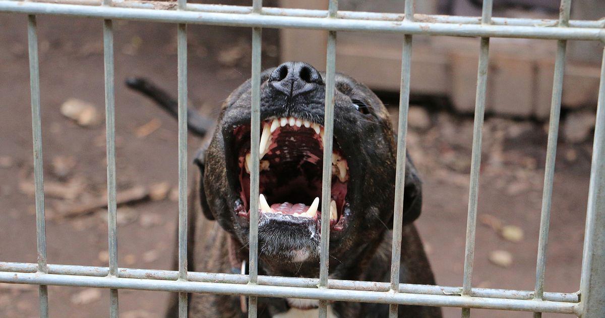 Brit woman dies from rabies after 'being bitten by stray dog' on Moroccan holiday