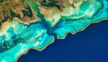 There may be a surprising upside to losing coral reefs as oceans warm