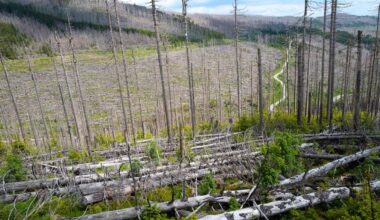 Forest crisis sparks alarm that Europe will miss net-zero targets